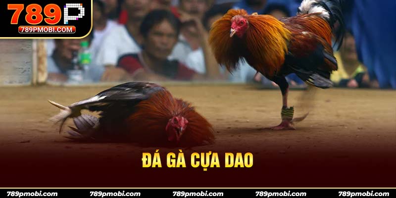 Đá gà cựa dao là hình thức đá gà nổi tiếng và phổ biến nhất tại khu vực Đông Nam Á
